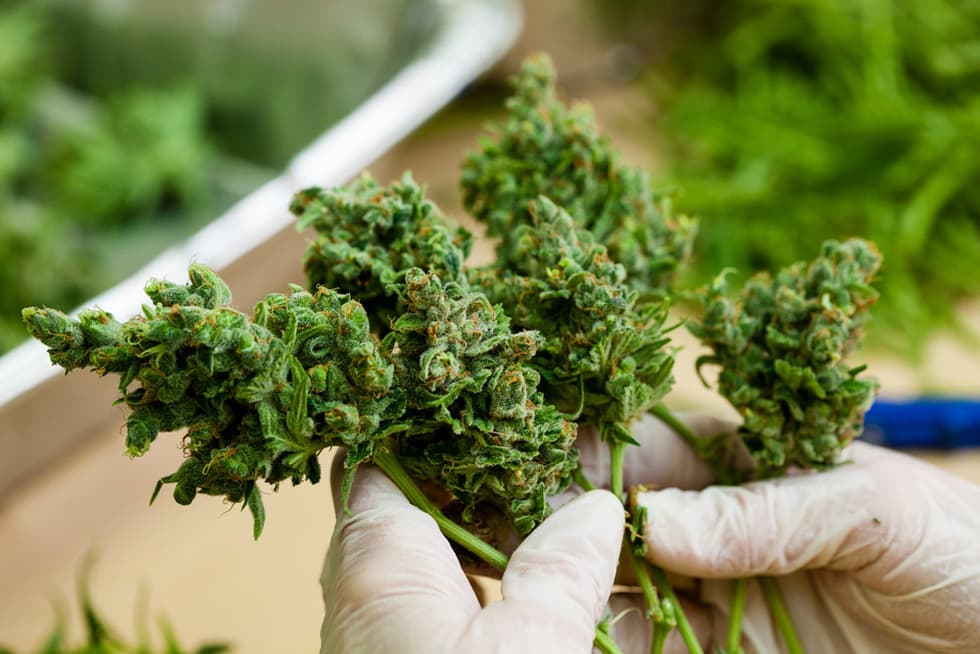 Amplia selección de flores premium con wholesale CBD flowers Spain de La Cosechera