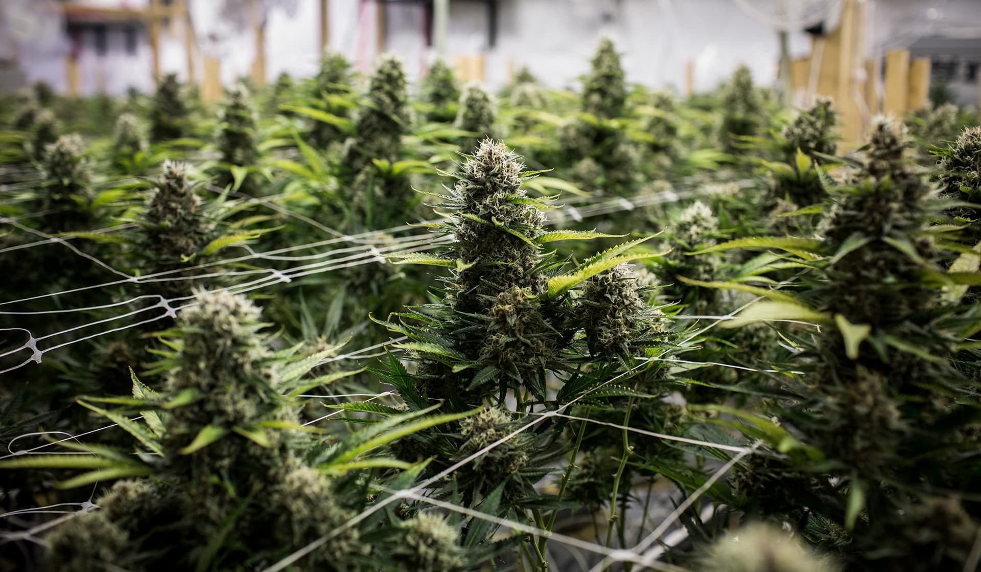Elevate Your Wellness with CBD OG Kush from Green Leaf Store EU's Expert Selection