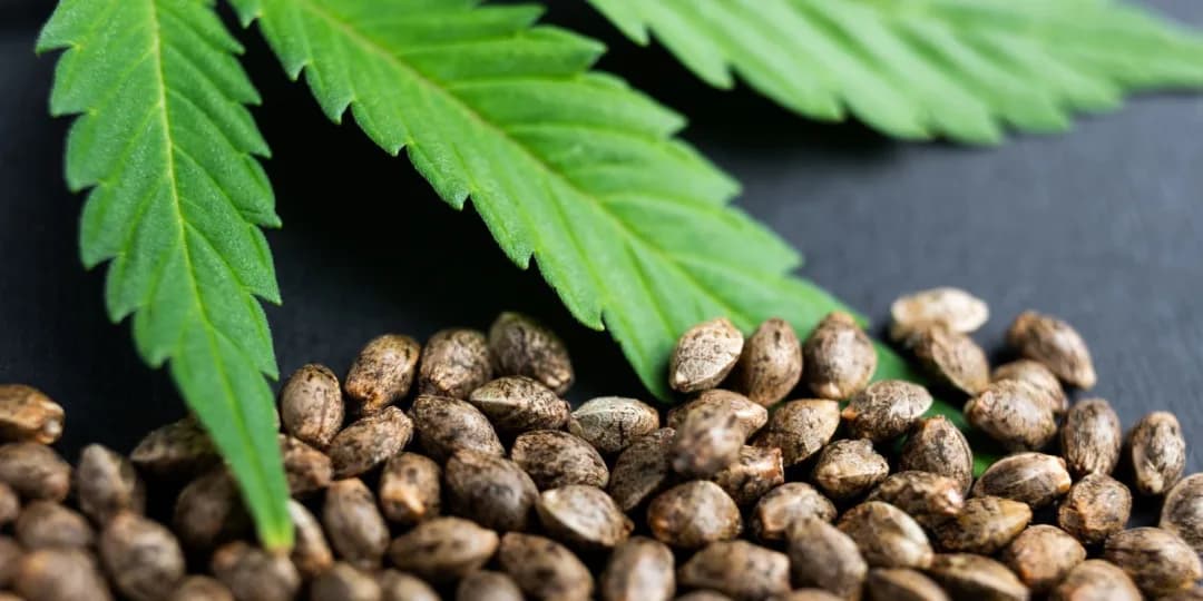 Everything You Need to Know About THCA Flower UK