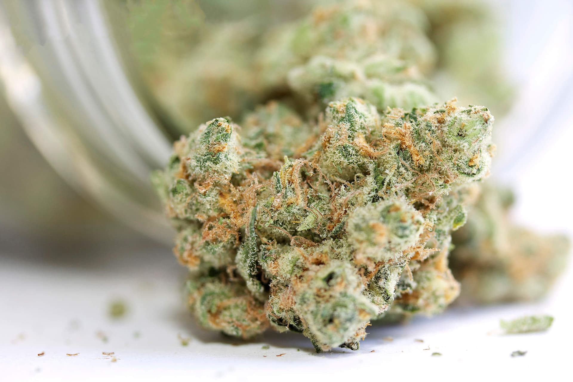 Discover Premium Flavours and Effects at Weed Shops Near Me with Curated Cannabis Choices