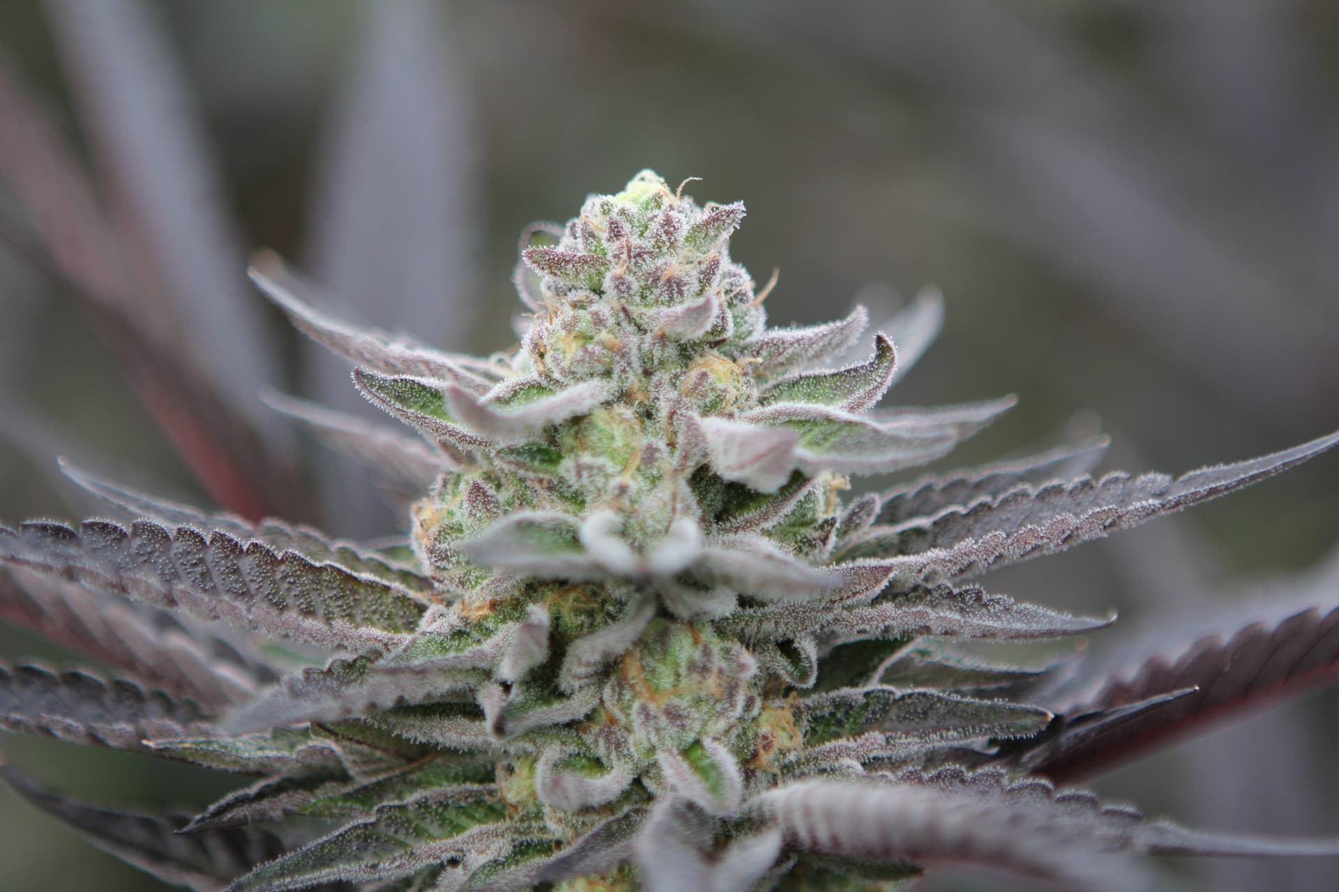 Buy Banana Jealousy Strain Online from a Trusted Source for Premium Marijuana