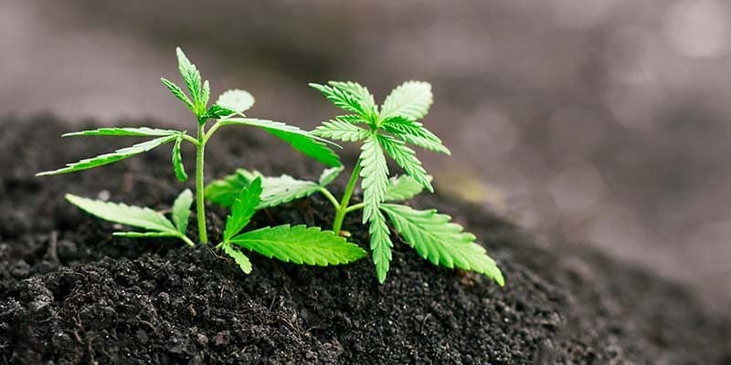 Buy Marijuana Online Australia – SEO Strategies for Cannabis Websites