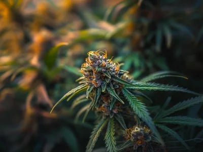 Discover the Best Weed Strains for Sale Europe – Hybrid, Indica &amp; Sativa
