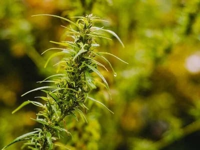Buy Marijuana Online Australia – SEO Strategies for Cannabis Websites