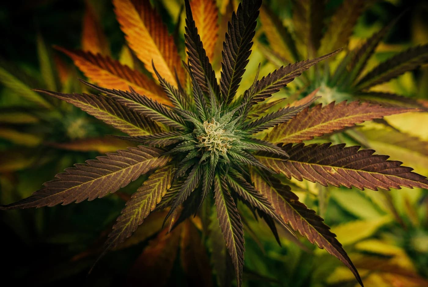 Cannabuben präsentiert exklusive HHC Blüten für höchsten Genuss