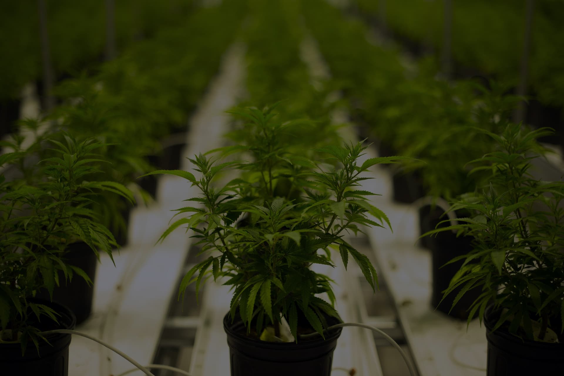 Discover the Unique Cannabis Experience Offered by Dispensaries in Edgewater Colorado