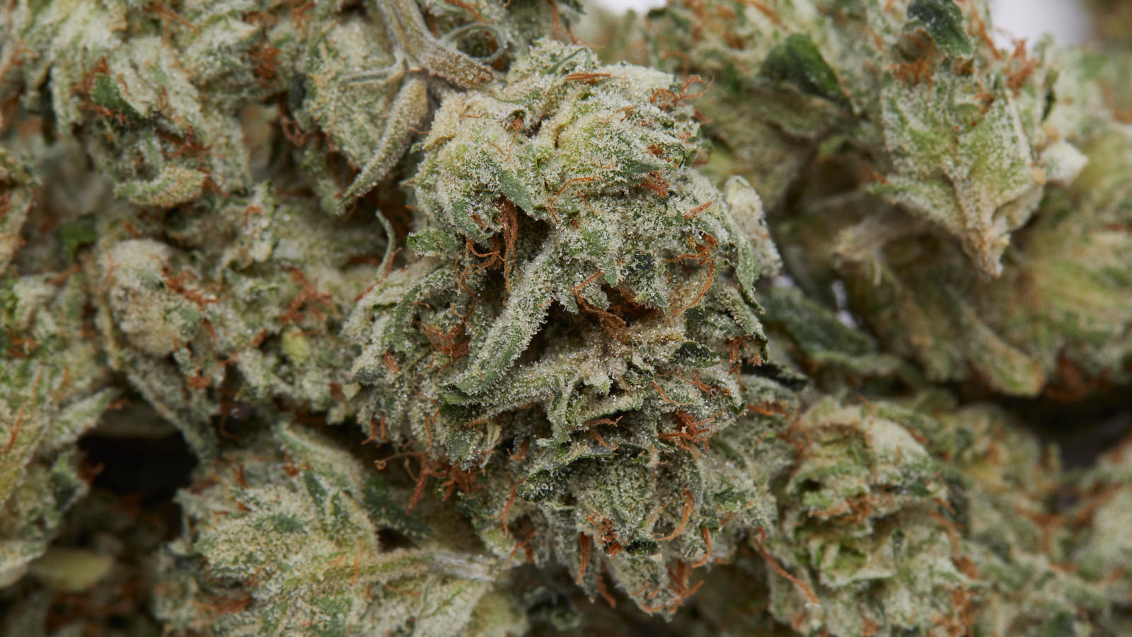 Elevate Your Wellness with CBD OG Kush from Green Leaf Store EU's Expert Selection