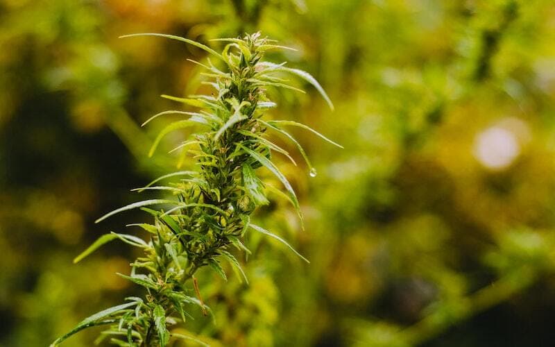 Buy Marijuana Online Australia – SEO Strategies for Cannabis Websites