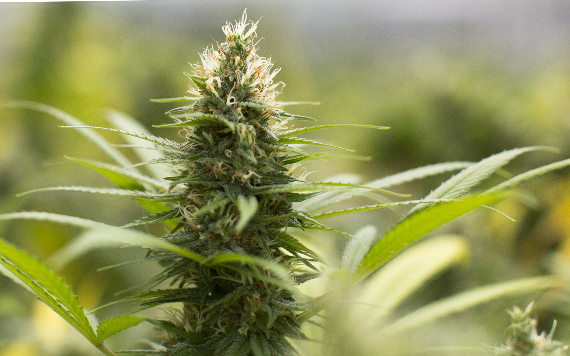 Everything You Need to Know About THCA Flower UK