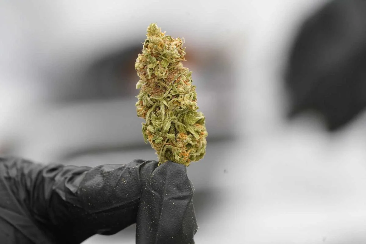 Buy Cannabis Edibles Australia Online – Order Gummies, Chocolates & Infused Treats with Discreet Delivery Australia-Wide